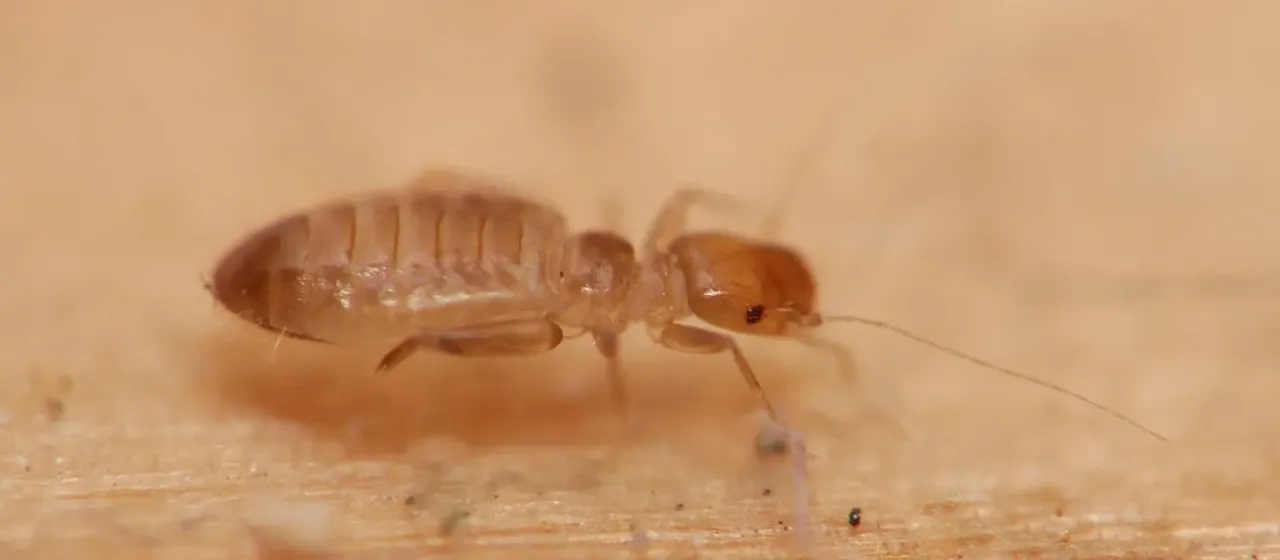 Booklouse