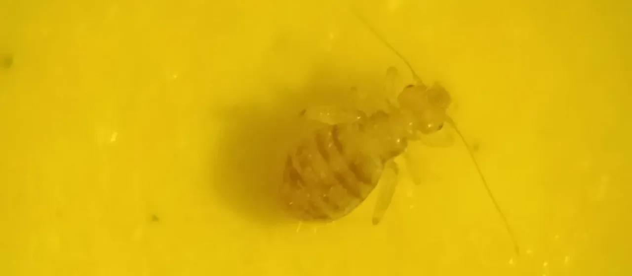 Booklouse