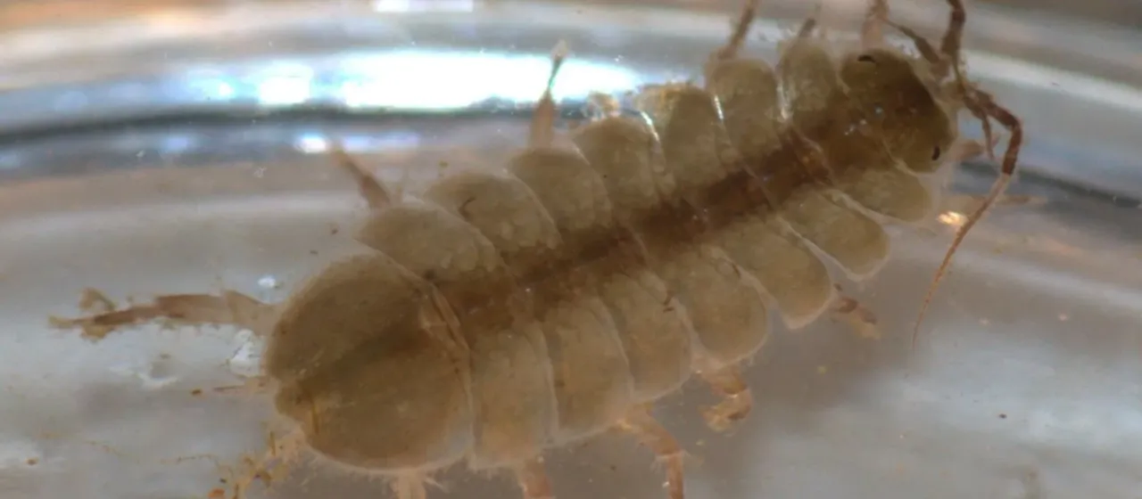 Freshwater isopod