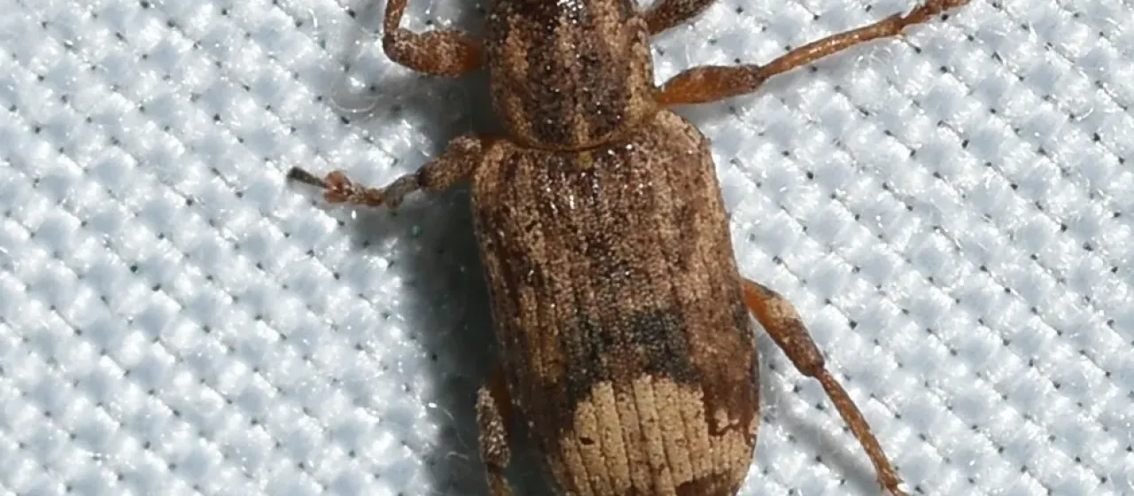 Долгоносик Listronotus appendiculatus