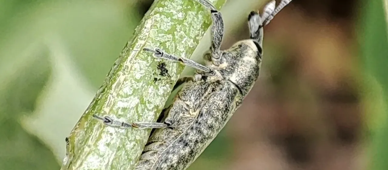 Стеблевой свекловичный долгоносик