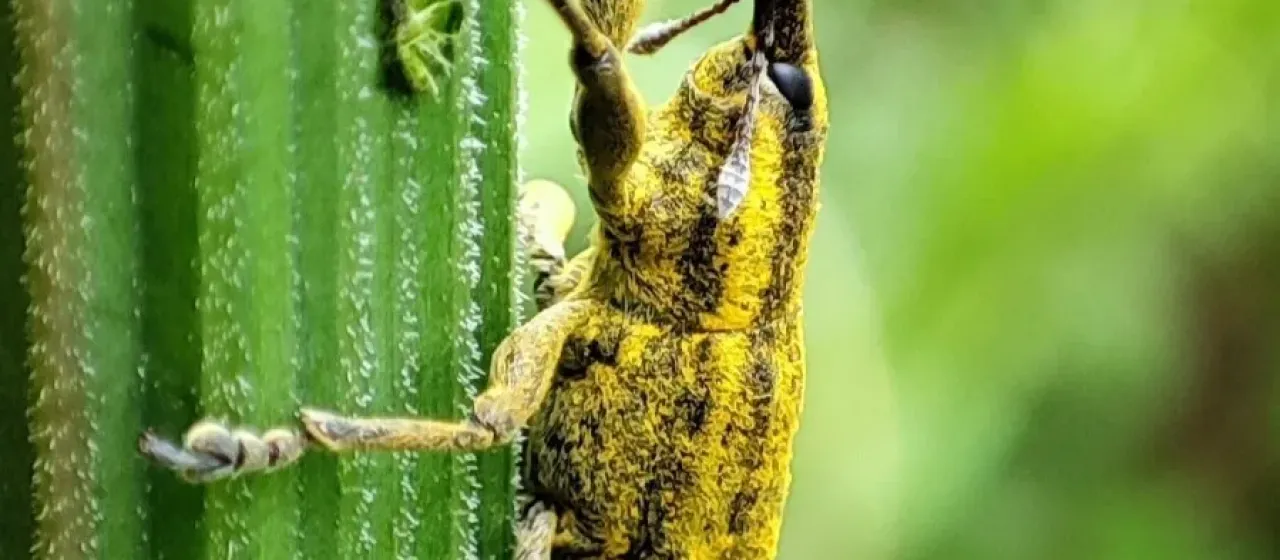 Lixus iridis