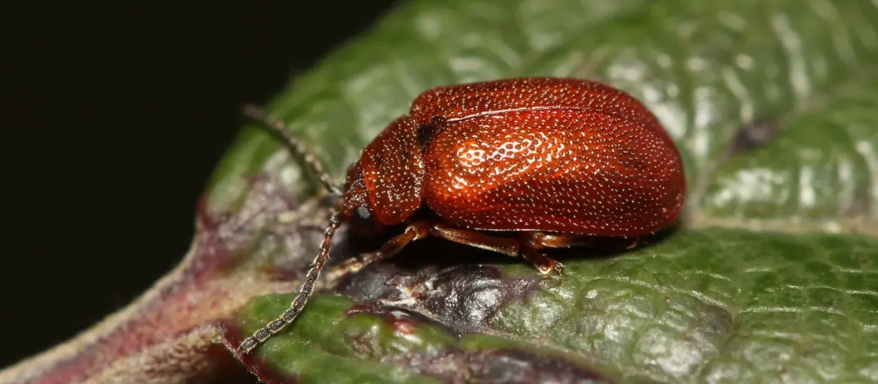 Боярышниковый листоед