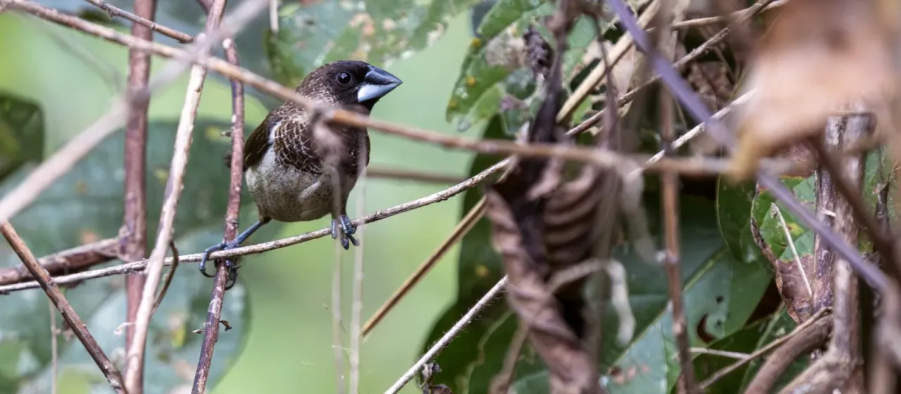 White-rumped munia