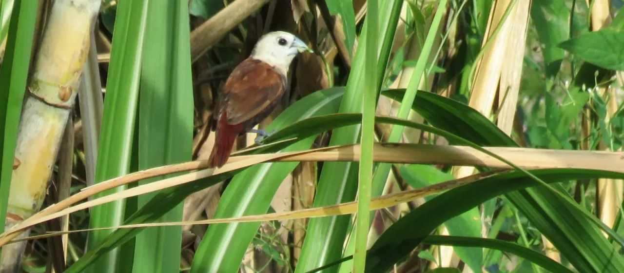 White-headed munia