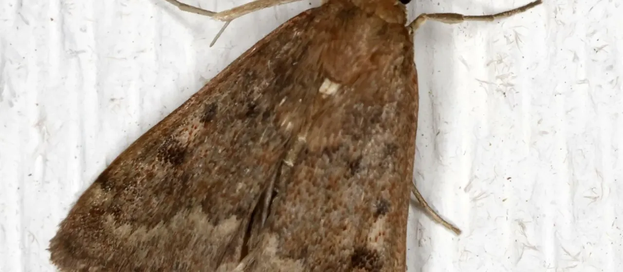 Garden webworm
