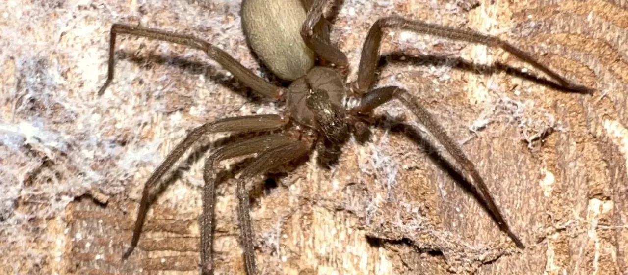 Brown recluse spider