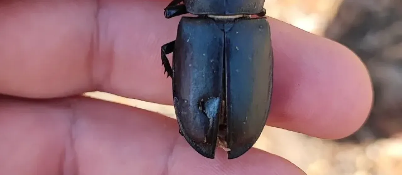 Stag beetle