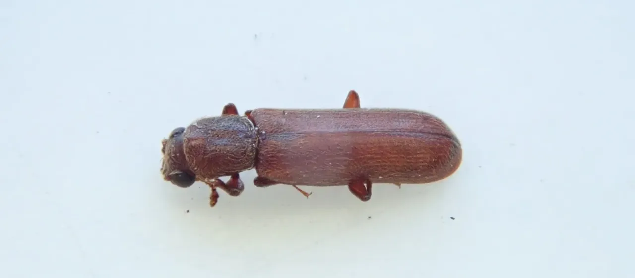 Brown powderpost beetle