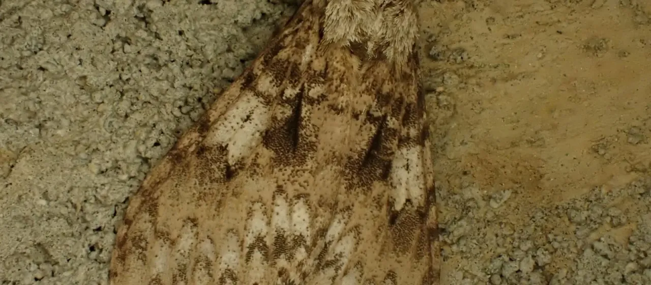 Шелкопряд Lymantria serva