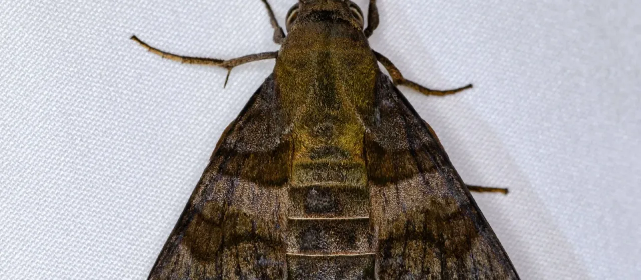 Бражник Corythus