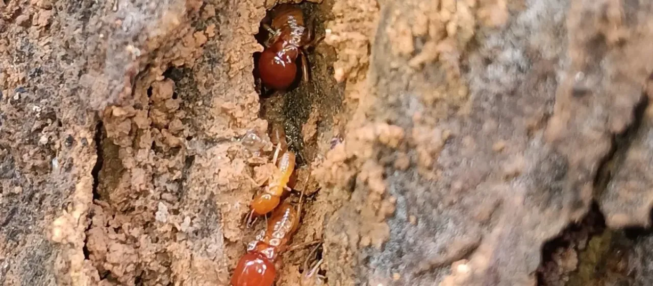 Macrotermes gilvus