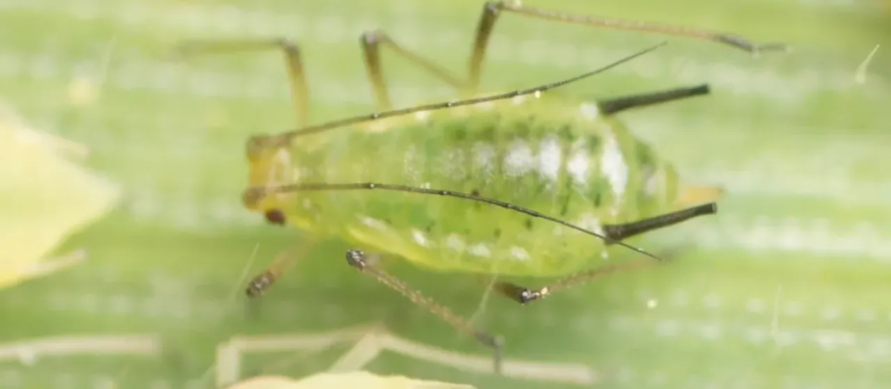 Grain aphid