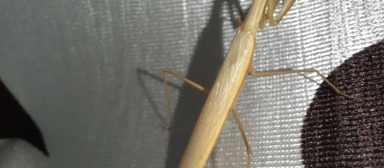 European mantis