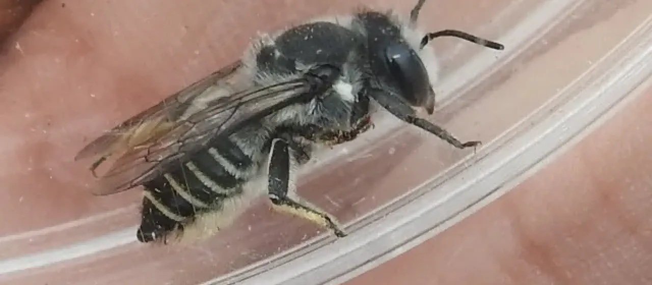 Пчела-листорез Megachile lippiae