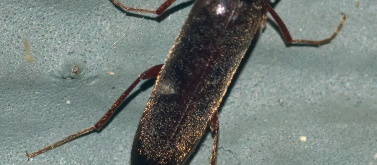 Melittomma