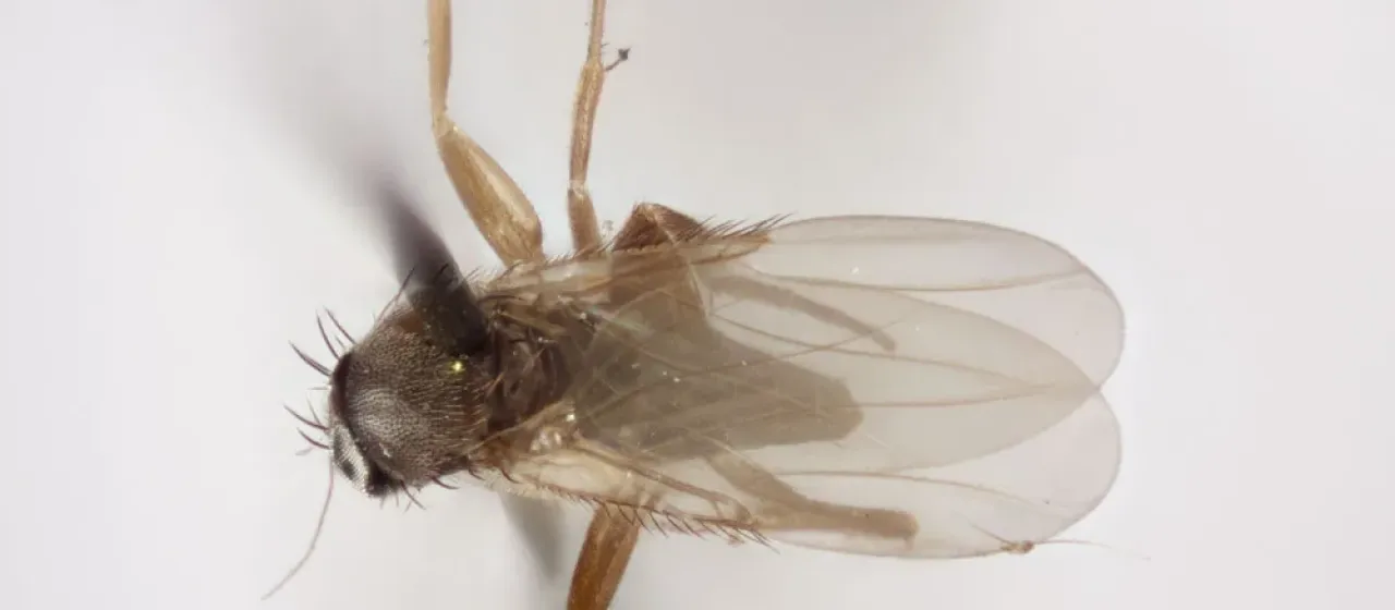 Mushroom phorid fly