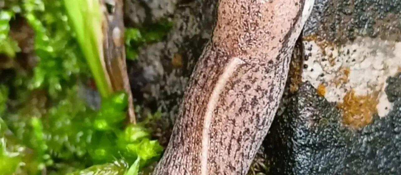 Rust slug