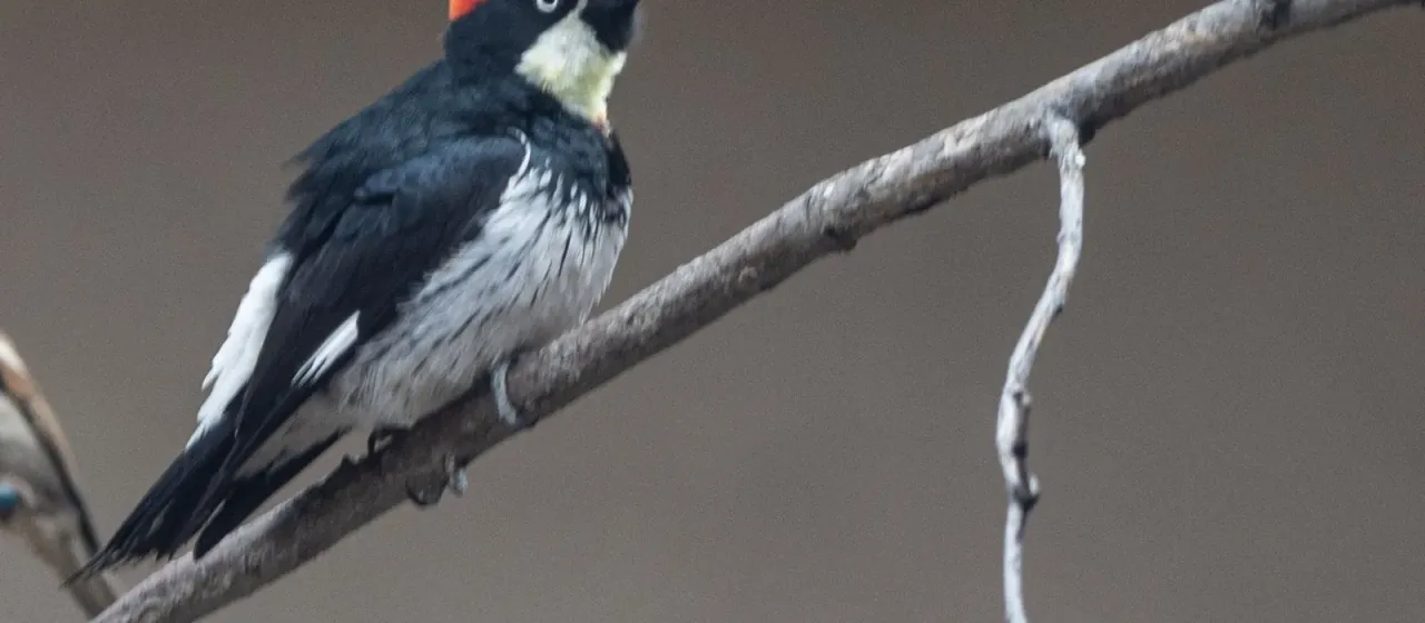 Acorn woodpecker