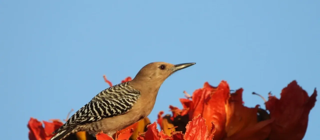 Gila woodpecker