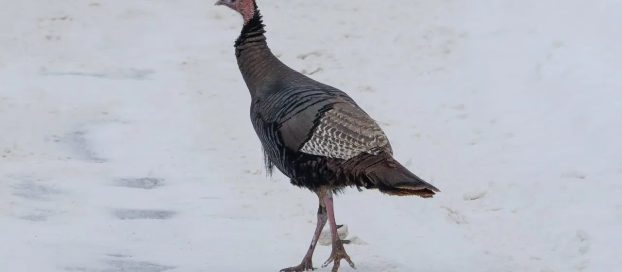 Wild turkey