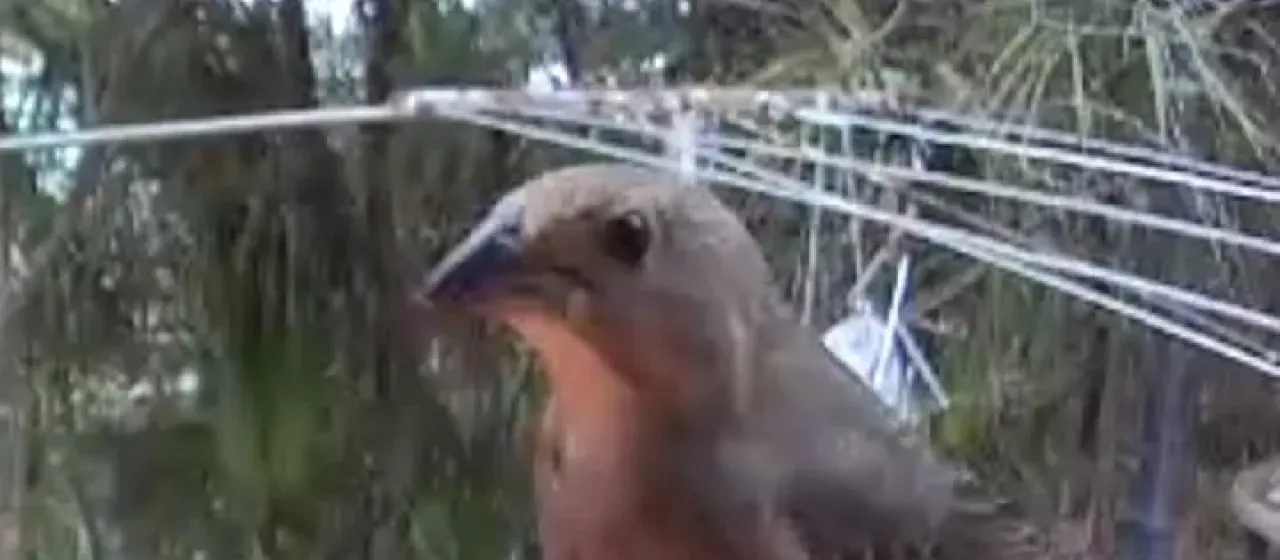 Brown-headed cowbird