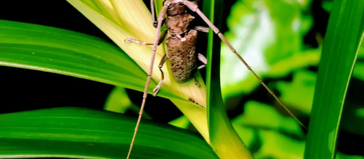 Rusty longhorn beetle