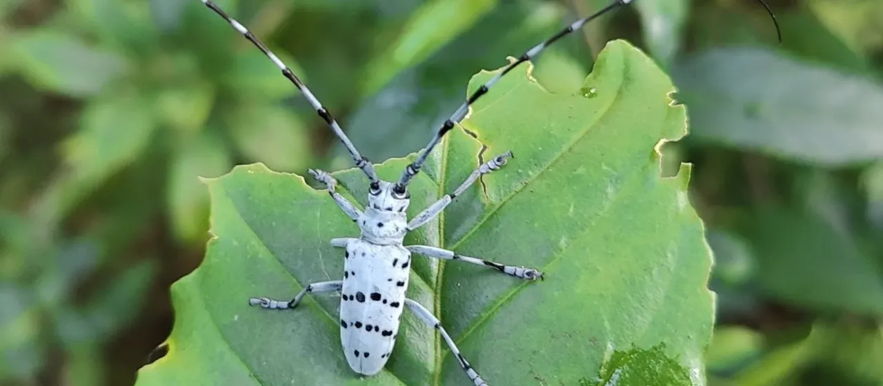 Усач Верстига