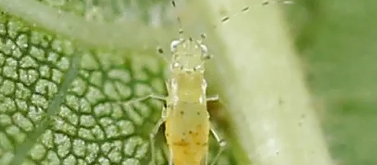 Monellia caryae