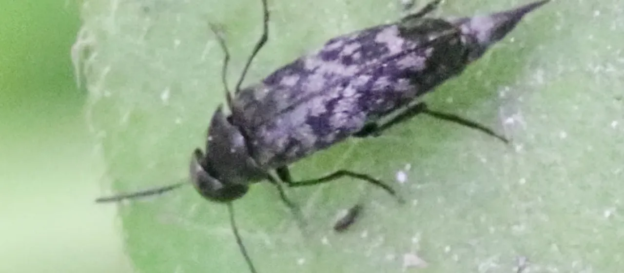 Mordellina pustulata