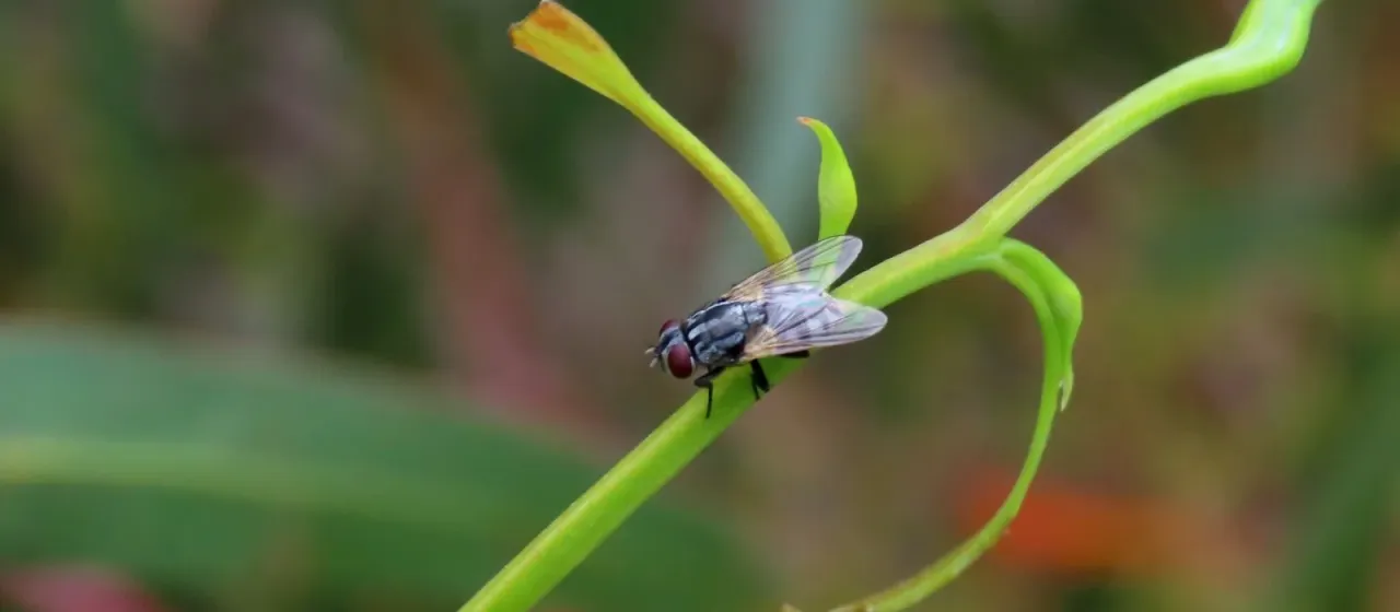 Musca vetustissima