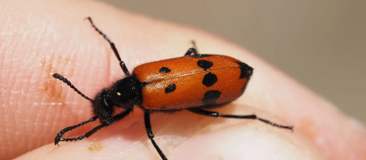 Mylabris quadripunctata