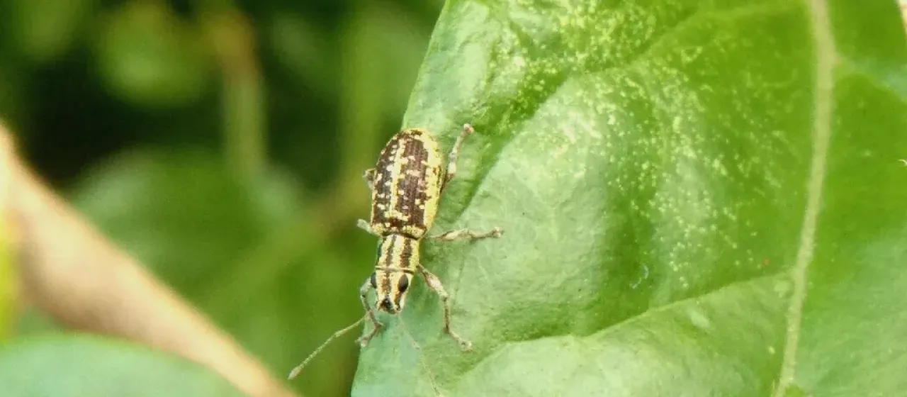Myllocerus dorsatus