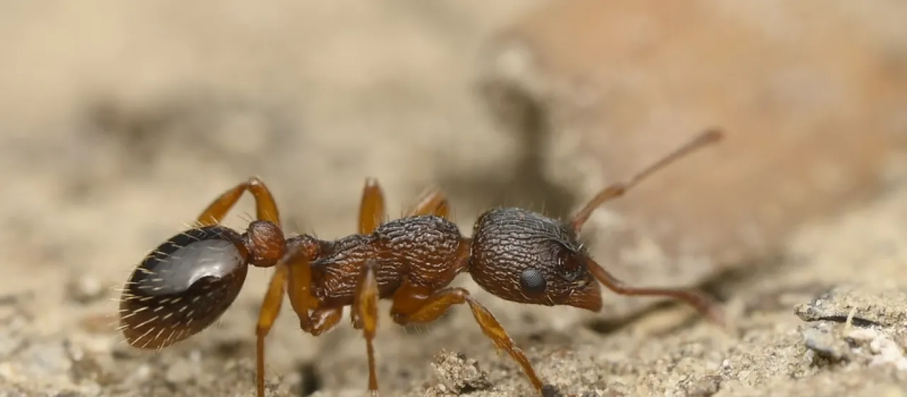 Мирмика вида Myrmica specioides