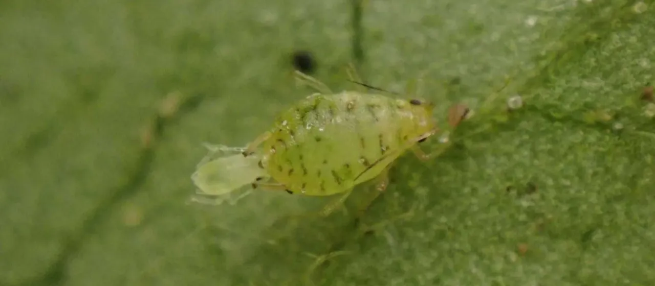 Фиалковая тля