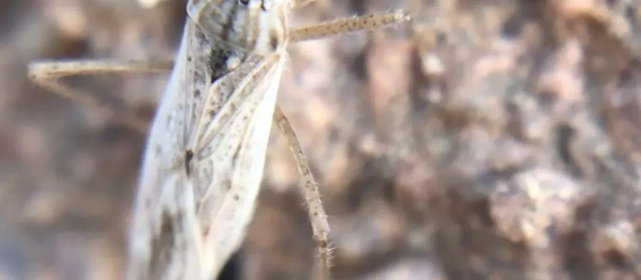 Nabis alternatus