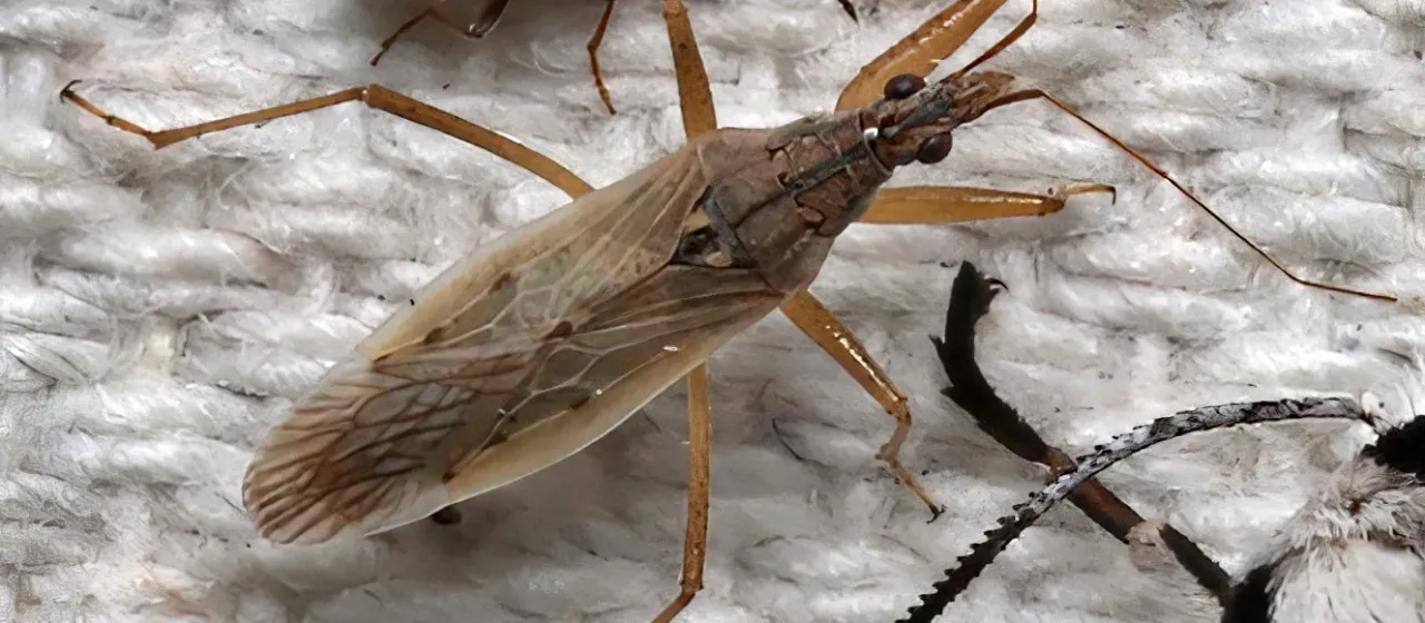 American damsel bug