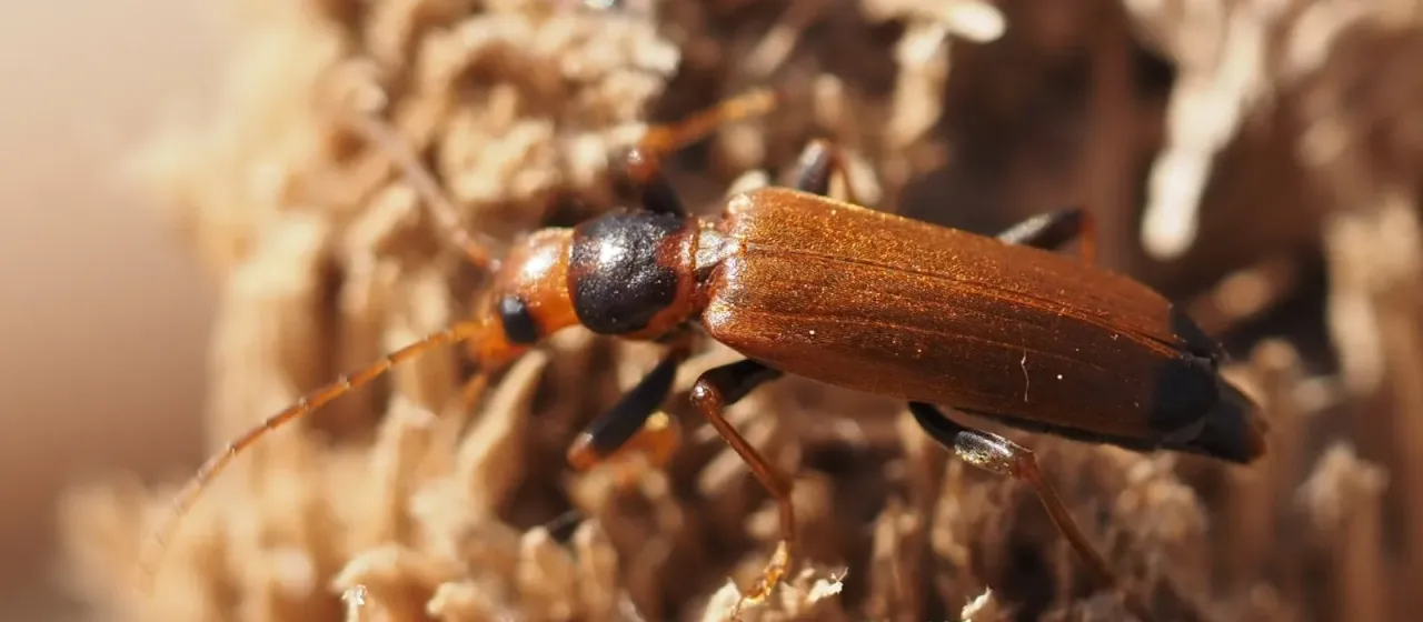 Wharf borer