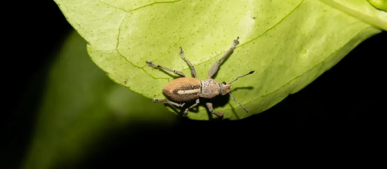 Naupactus glaucus