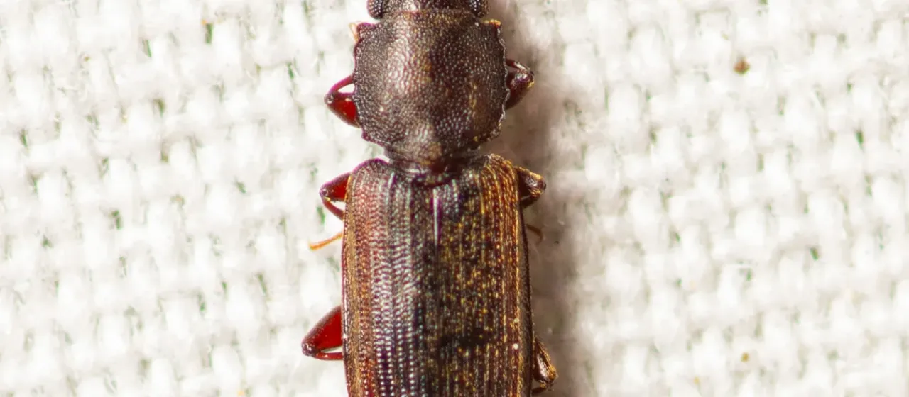 Nausibius