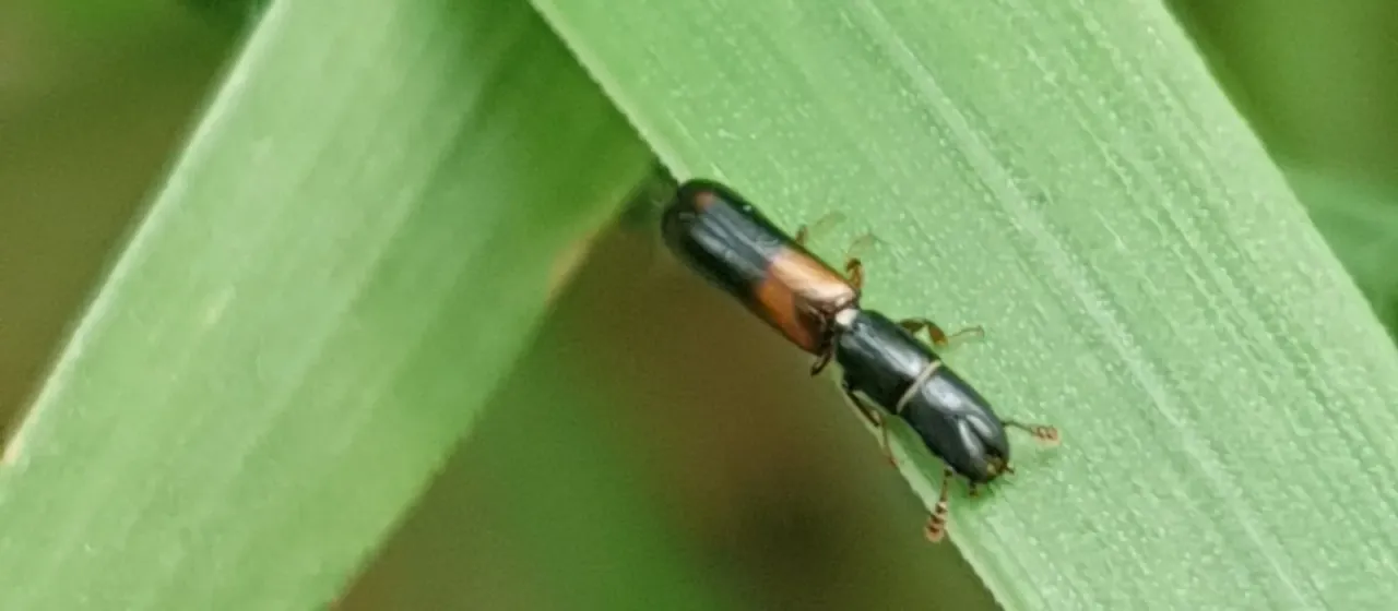 Nemosoma elongatum