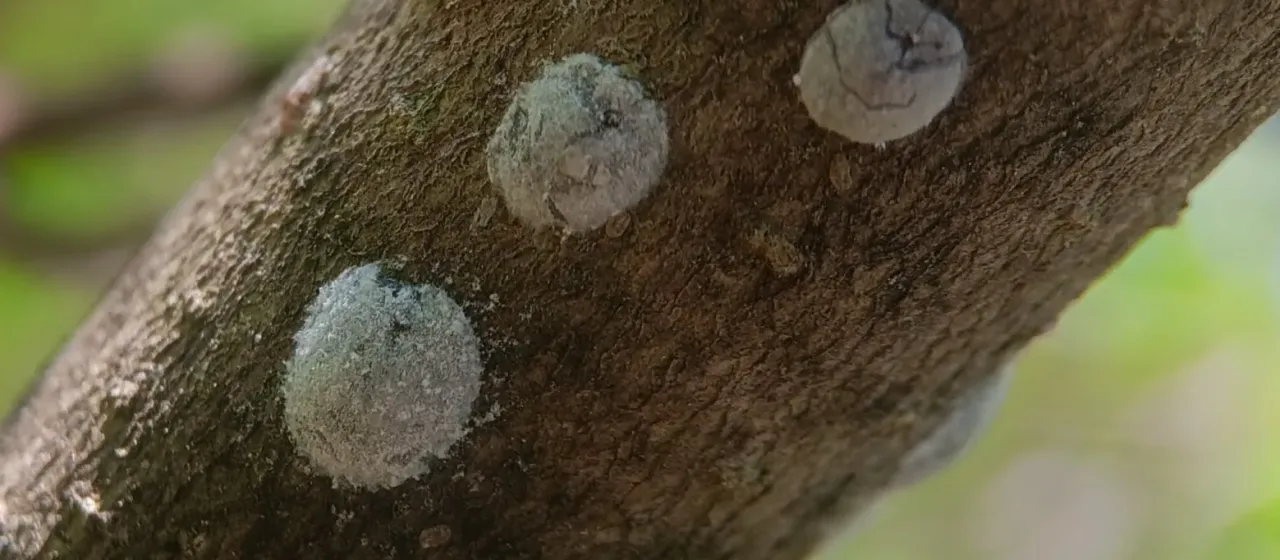 Neolecanium cornuparvum