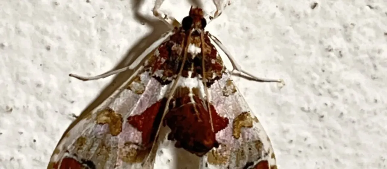 Neoleucinodes elegantalis