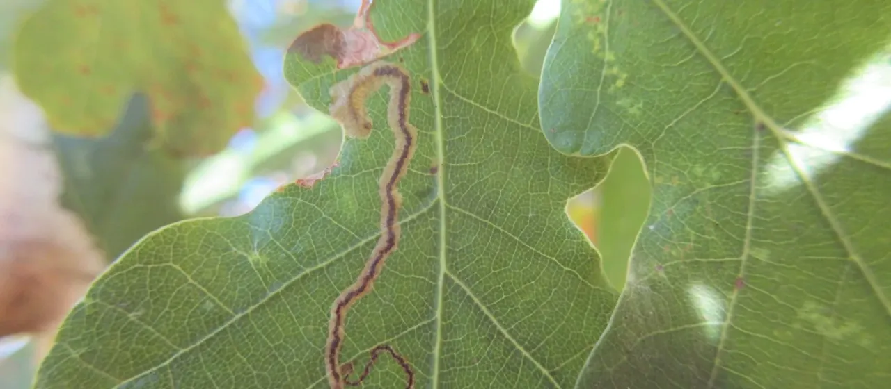Nepticula atricapitella