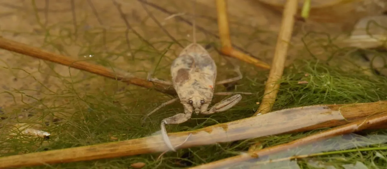 Water scorpion