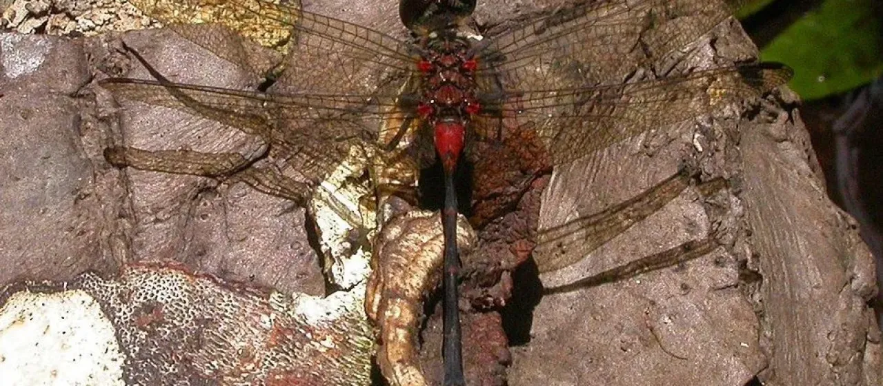 Nesogonia