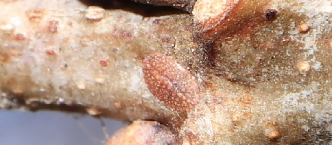 Oak leaf gall wasp