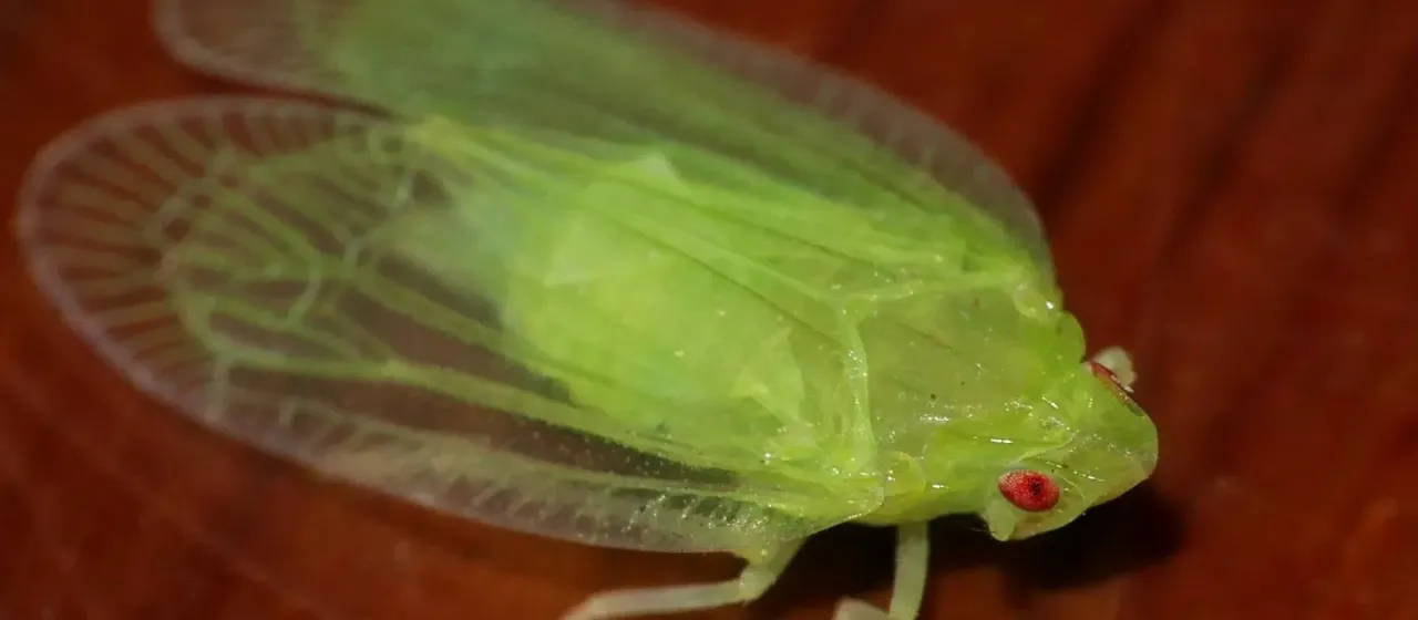 Numicia viridis