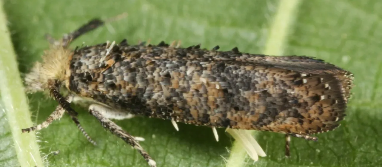 Cereal stem moth