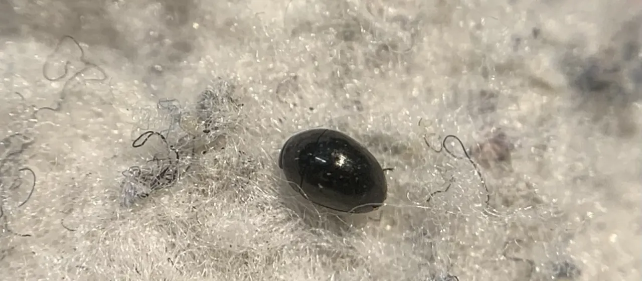 Olibrus millefolii